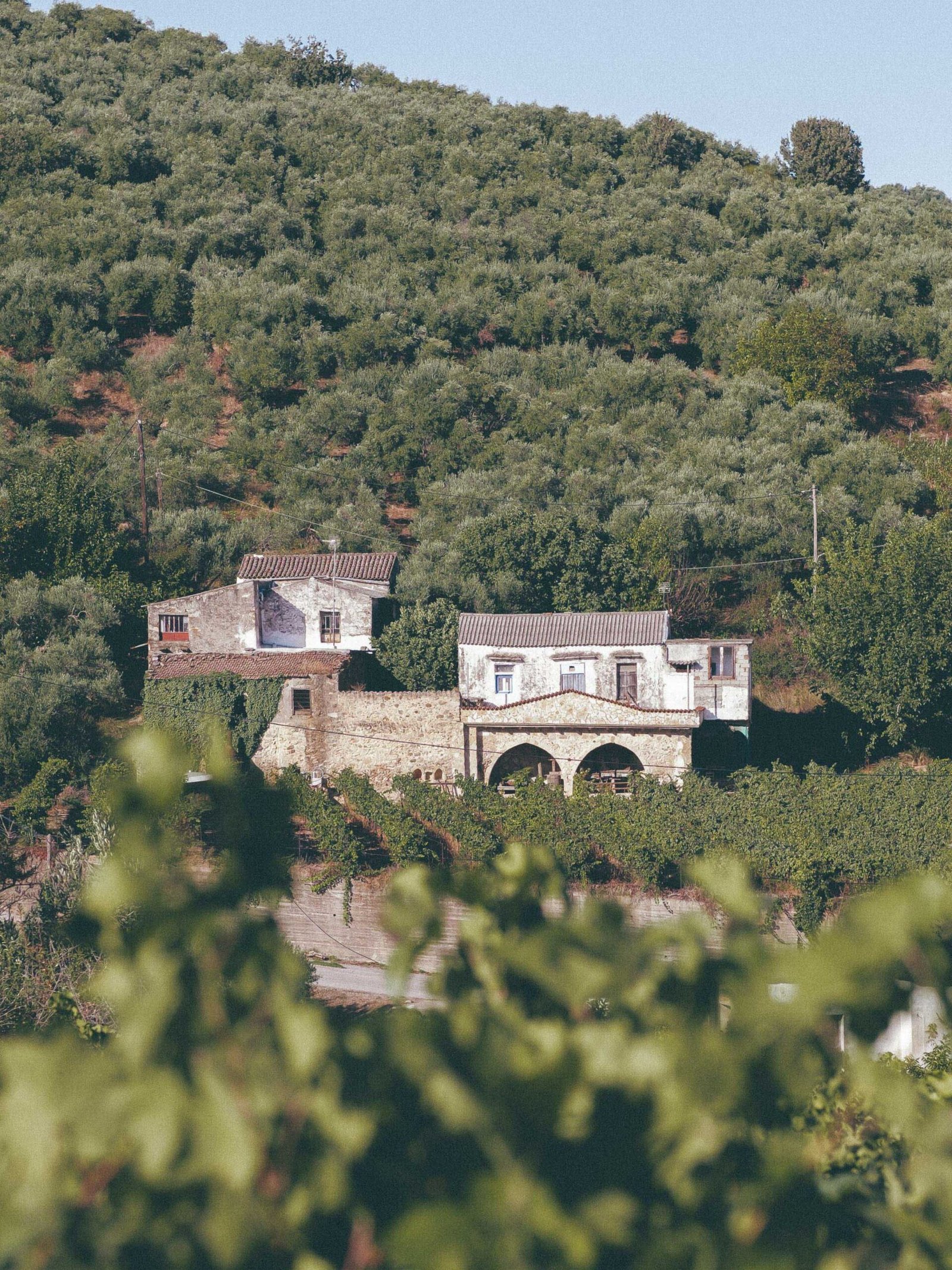 chania tours anoskeli vineyards crete scaled