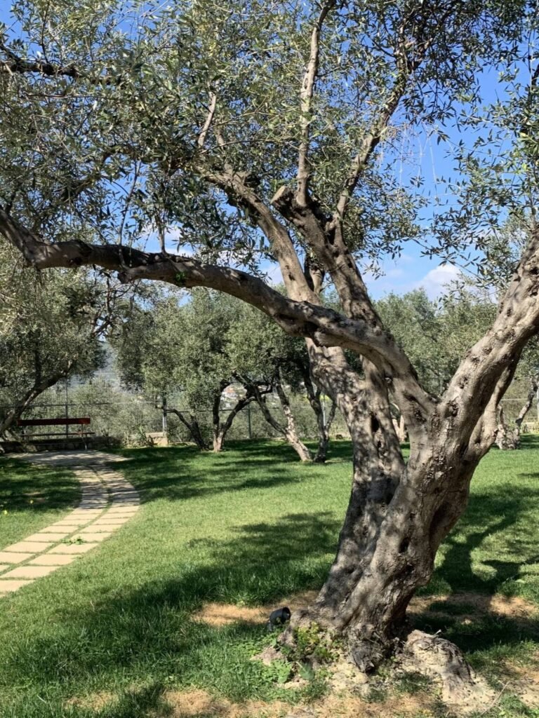 Olive & Wine Tour Platanias